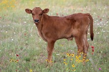 2023 Carmel Crush bull