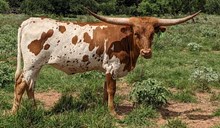 99 Howdy's