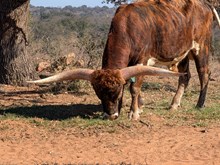 3C Augustus ("Just Gus")