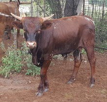 Carmelita's Baby Bull 2017