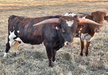 BG Rebel's El Dorado