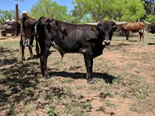 She's A Renegade's Bull Calf 2017